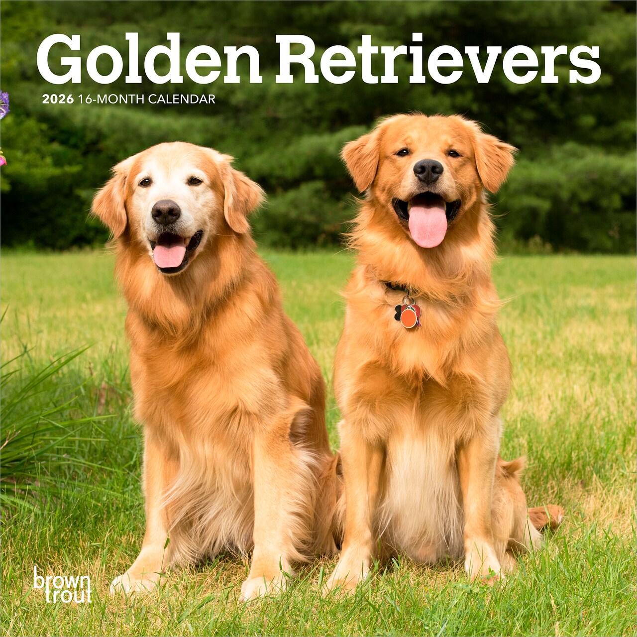 Golden Retrievers | 2026 7 x 14 Inch (Hanging) Monthly Mini Wall Calendar